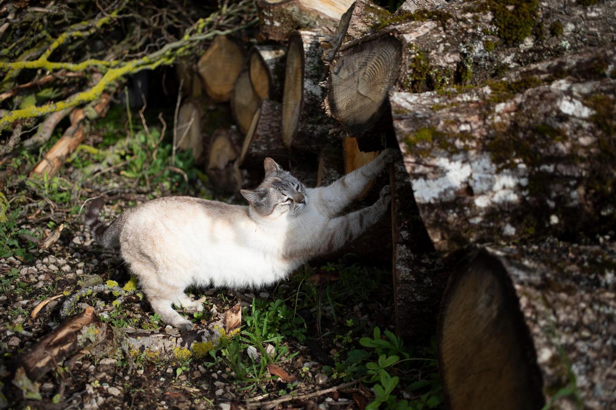 Le Chat Blanc Gite Versols-et-Lapeyre Exterior photo