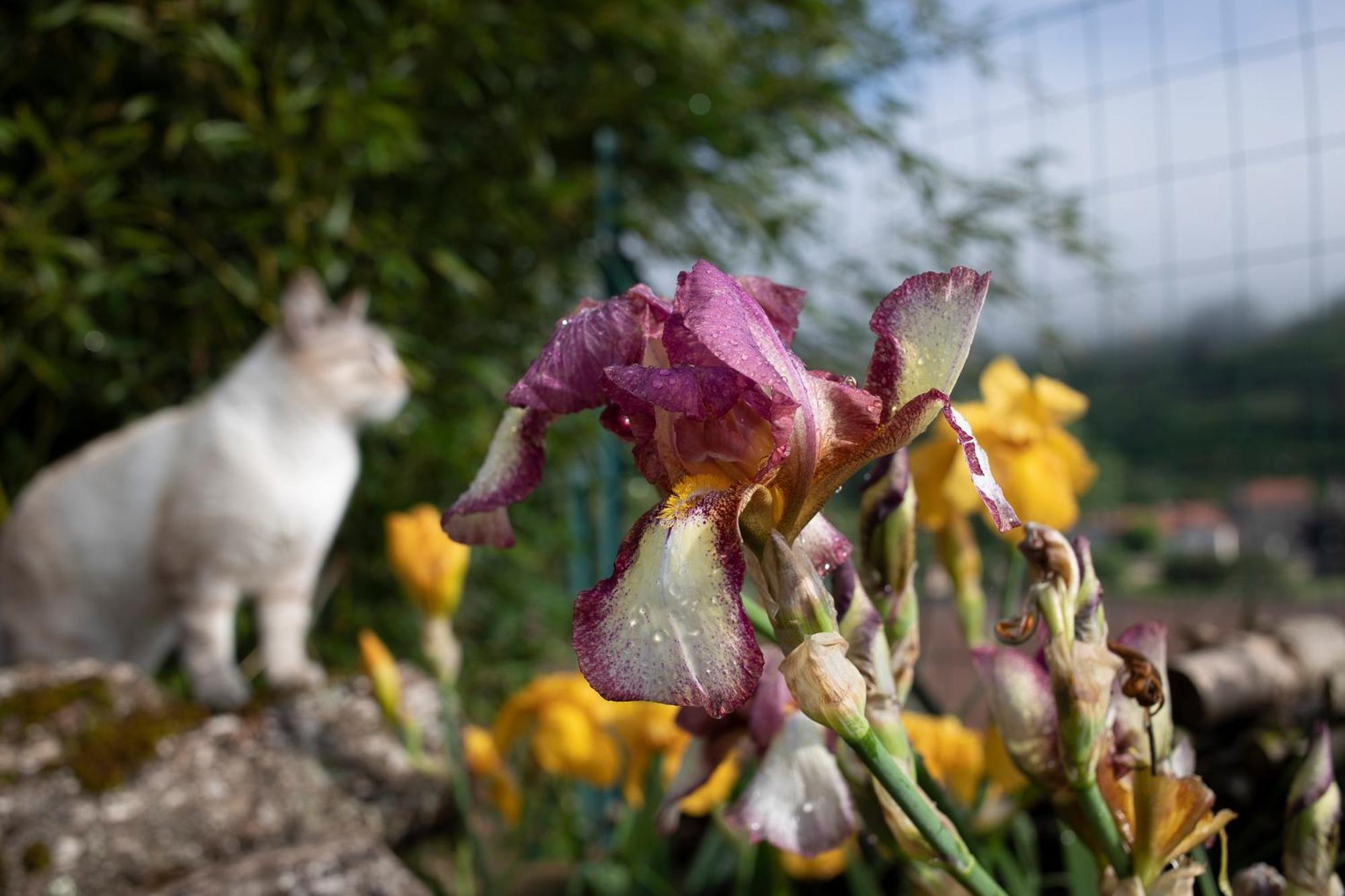 Le Chat Blanc Gite Versols-et-Lapeyre Exterior photo